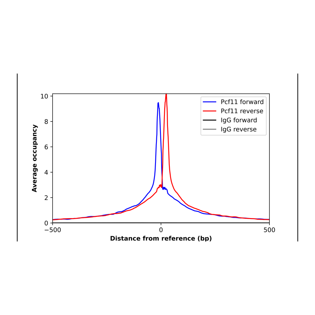 Atlas Antibodies Anti-PCF11 Antibody