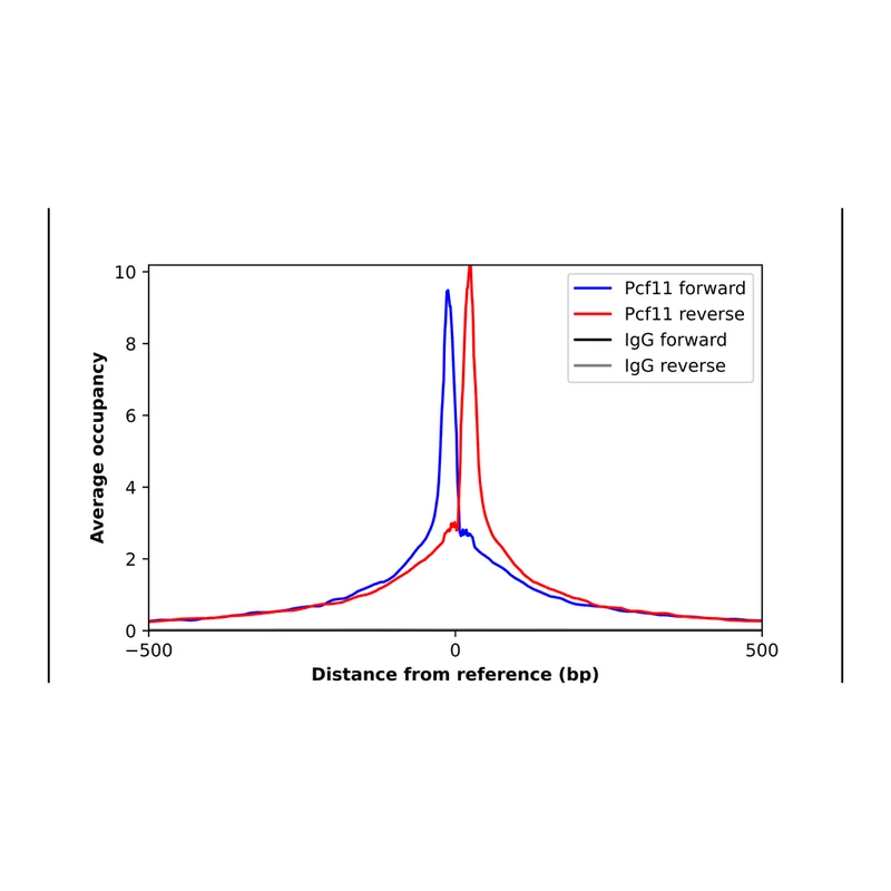 Atlas Antibodies Anti-PCF11 Antibody