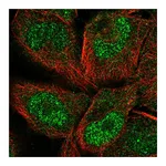 Atlas Antibodies Anti-PCDHGC5 Antibody