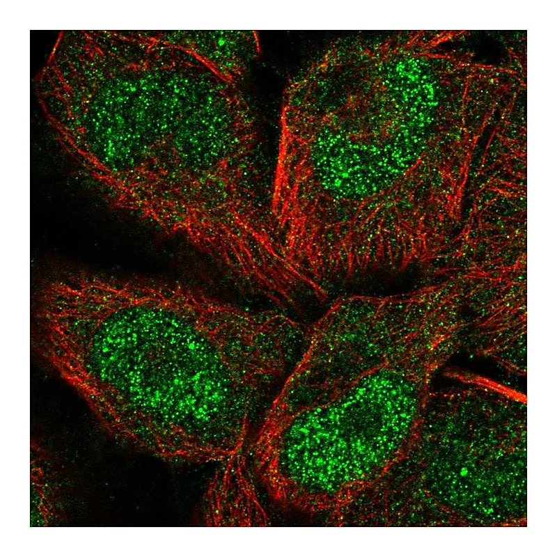 Atlas Antibodies Anti-PCDHGC5 Antibody