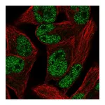 Atlas Antibodies Anti-PCGF1 Antibody