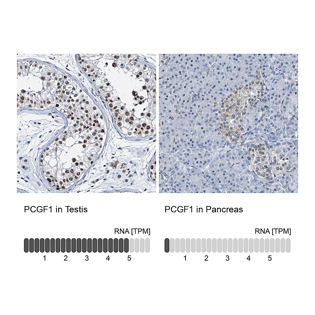 Atlas Antibodies Anti-PCGF1 Antibody