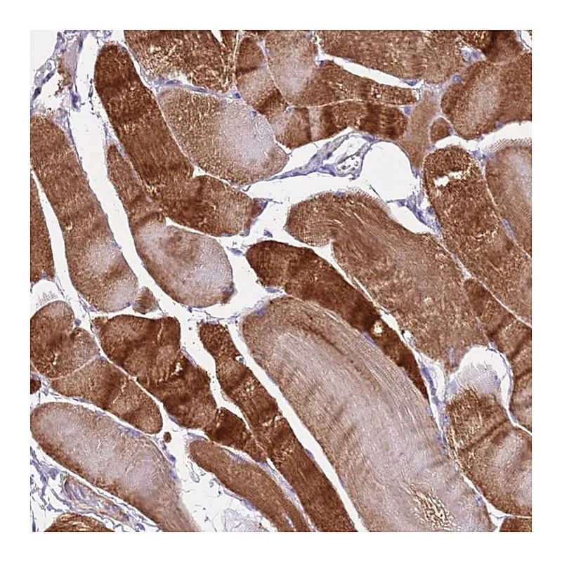 Atlas Antibodies Anti-PCGF2 Antibody