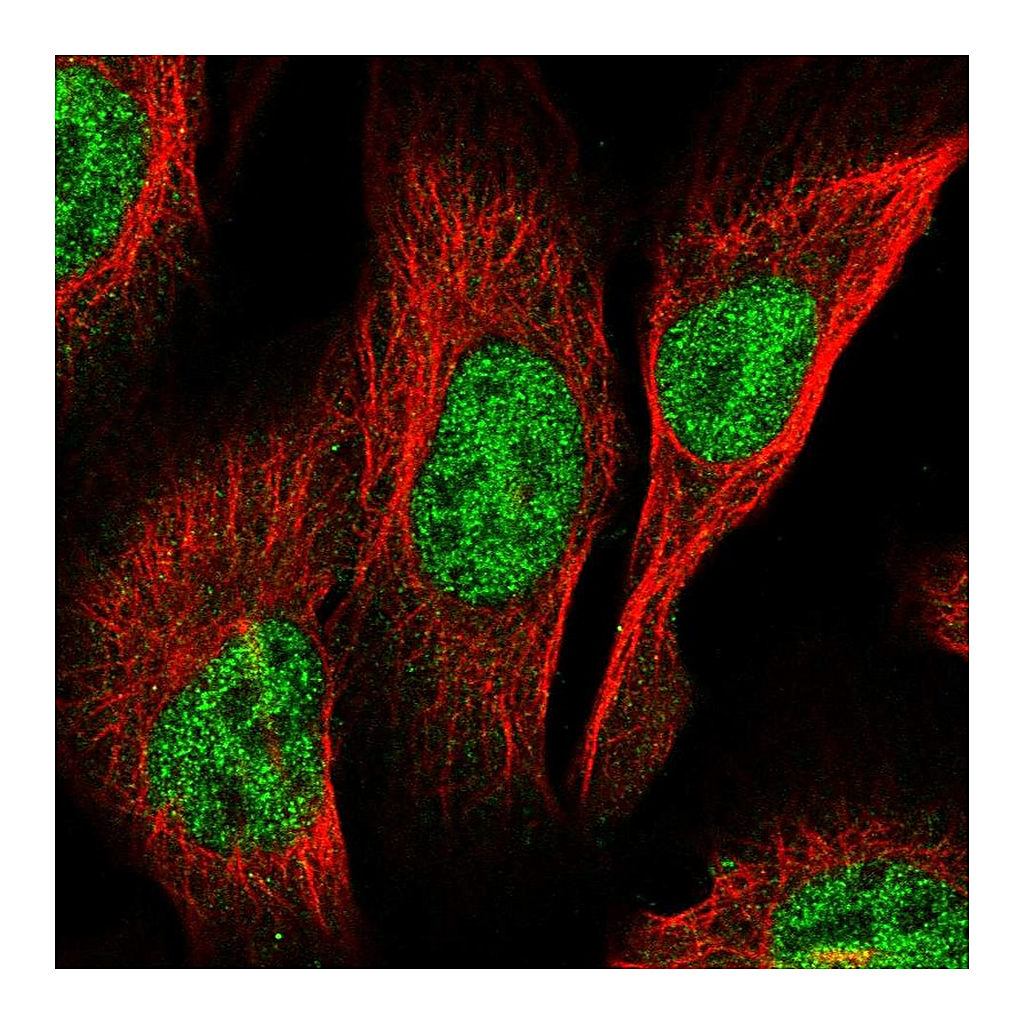 Atlas Antibodies Anti-PCGF3 Antibody
