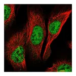Atlas Antibodies Anti-PCGF3 Antibody