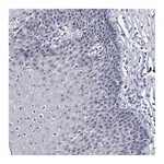 Atlas Antibodies Anti-PCGF5 Antibody