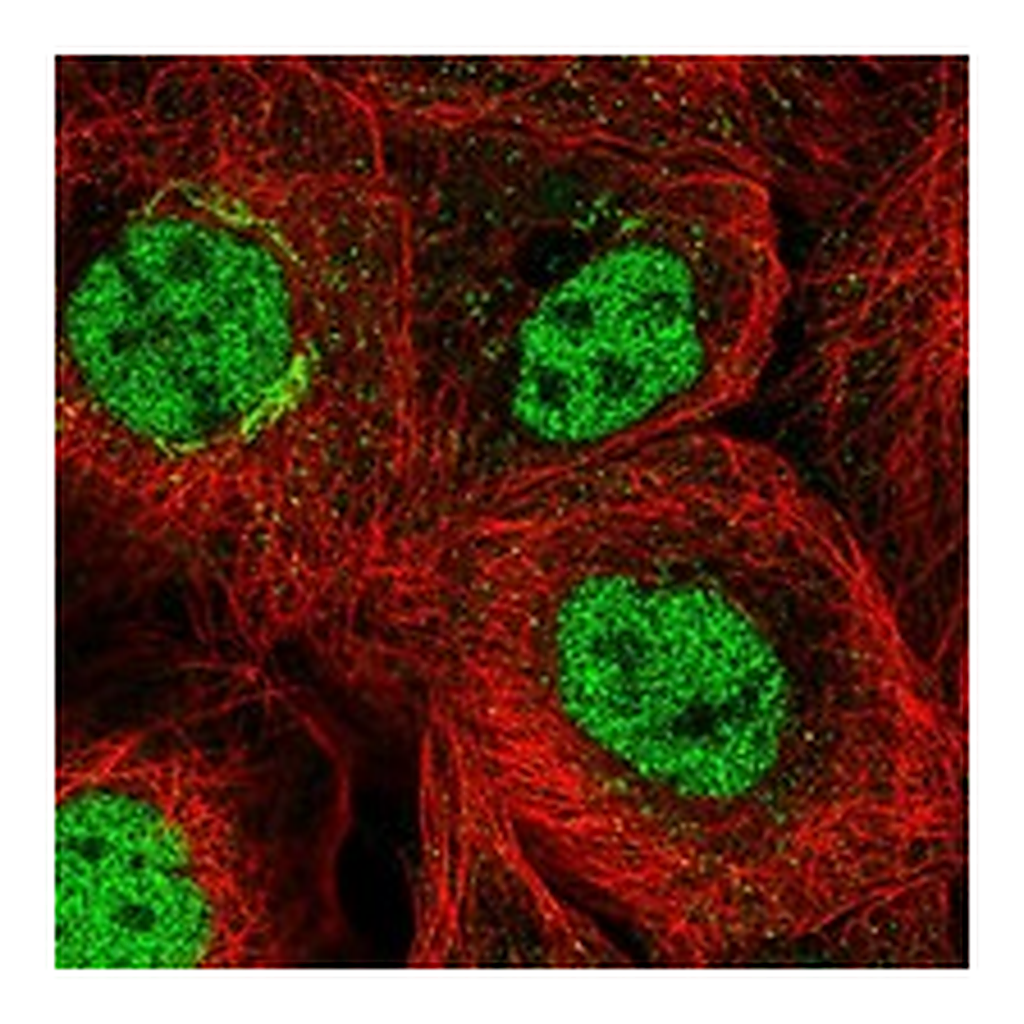 Atlas Antibodies Anti-PCGF5 Antibody