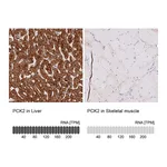 Atlas Antibodies Anti-PCK2 Antibody