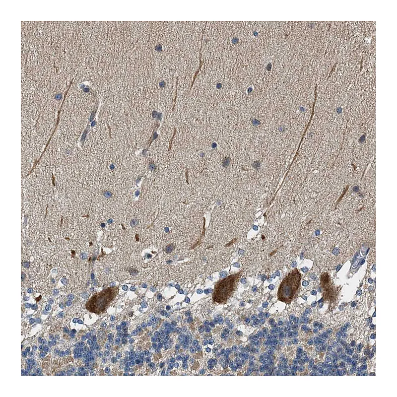 Atlas Antibodies Anti-PCLO Antibody