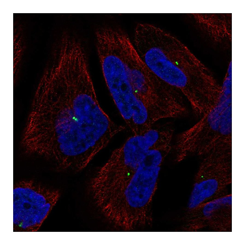 Atlas Antibodies Anti-PCLAF Antibody