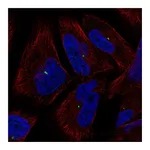 Atlas Antibodies Anti-PCLAF Antibody