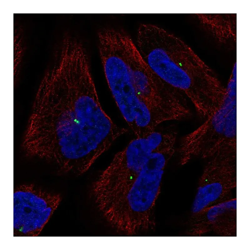 Atlas Antibodies Anti-PCLAF Antibody