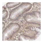 Atlas Antibodies Anti-PCMT1 Antibody