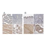 Atlas Antibodies Anti-PCM1 Antibody