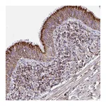 Atlas Antibodies Anti-PCMTD2 Antibody