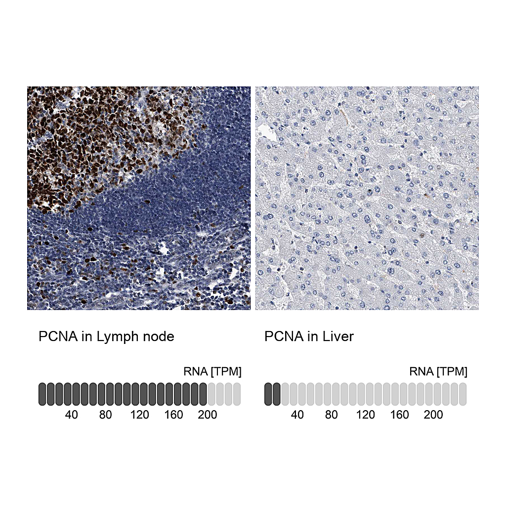Atlas Antibodies Anti-PCNA Antibody