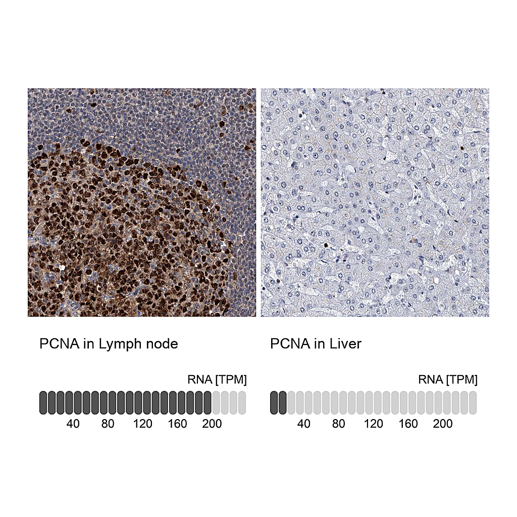Atlas Antibodies Anti-PCNA Antibody