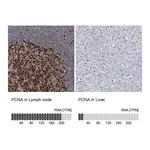 Atlas Antibodies Anti-PCNA Antibody
