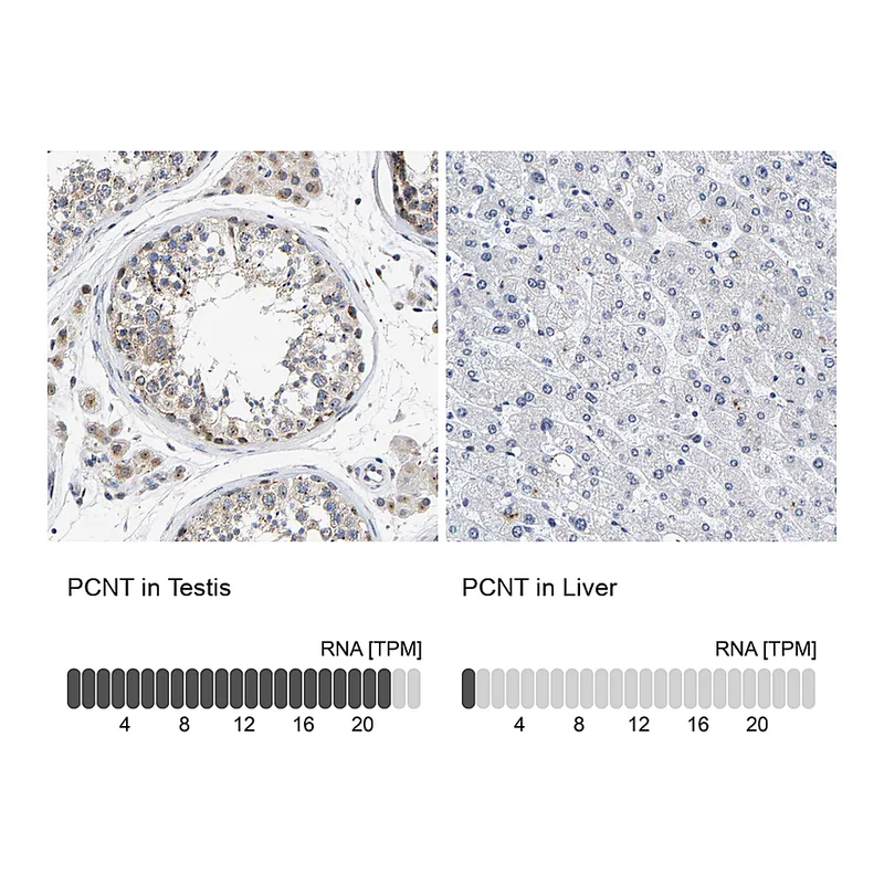 Atlas Antibodies Anti-PCNT Antibody