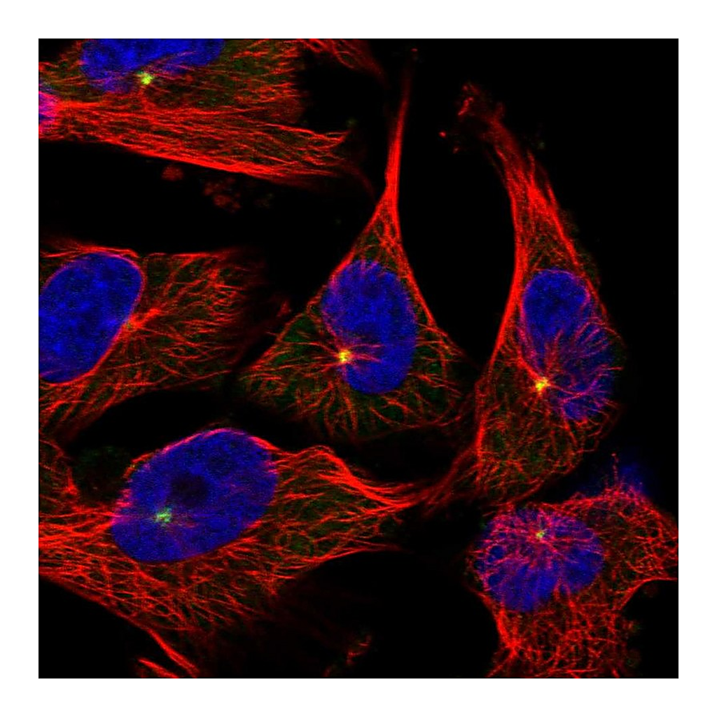 Atlas Antibodies Anti-PCNT Antibody