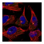 Atlas Antibodies Anti-PCNT Antibody