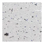 Atlas Antibodies Anti-PCNX2 Antibody