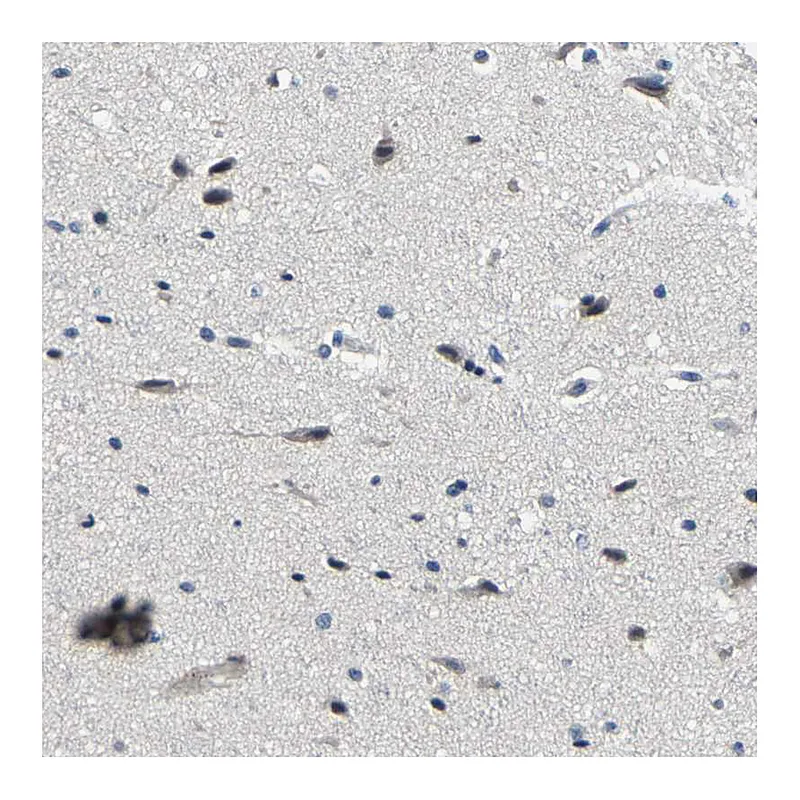 Atlas Antibodies Anti-PCNX2 Antibody