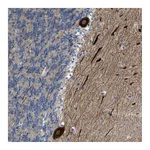 Atlas Antibodies Anti-PCNX3 Antibody