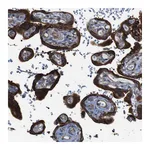 Atlas Antibodies Anti-PCOLCE2 Antibody