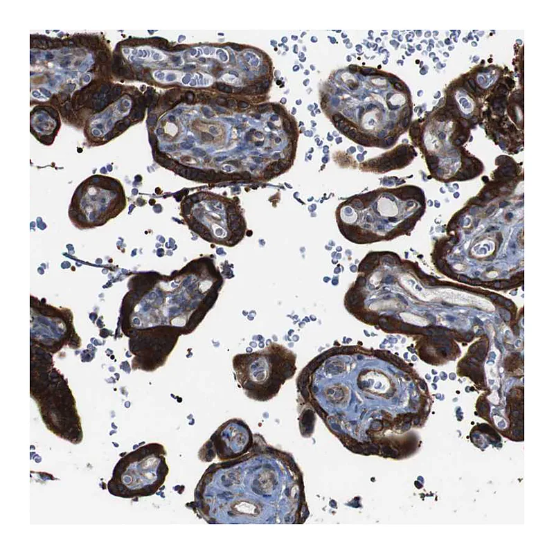 Atlas Antibodies Anti-PCOLCE2 Antibody