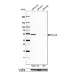 Atlas Antibodies Anti-PCOLCE Antibody