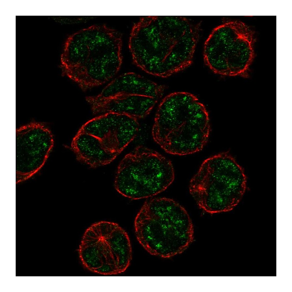 Atlas Antibodies Anti-PCP2 Antibody