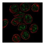 Atlas Antibodies Anti-PCP2 Antibody