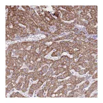 Atlas Antibodies Anti-PCSK1 Antibody