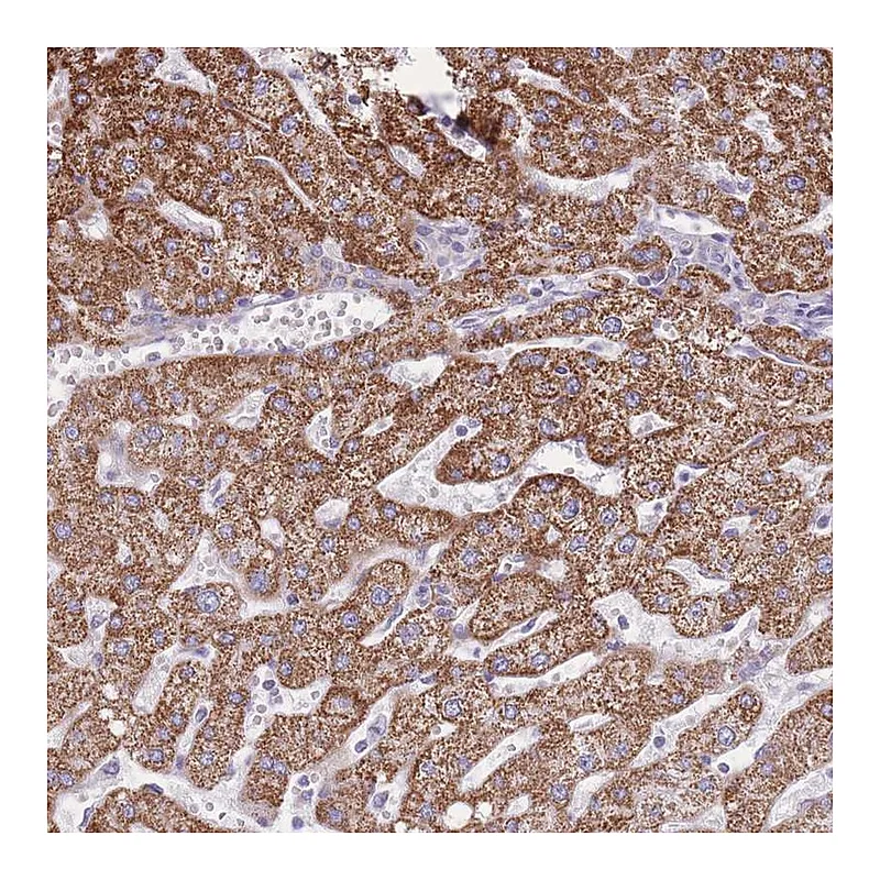 Atlas Antibodies Anti-PCSK1 Antibody