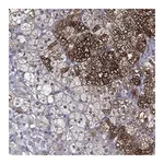 Atlas Antibodies Anti-PCSK1 Antibody