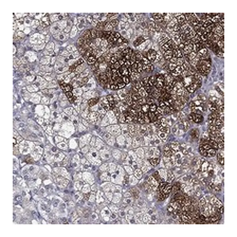 Atlas Antibodies Anti-PCSK1 Antibody