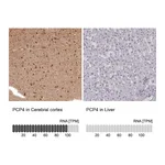 Atlas Antibodies Anti-PCP4 Antibody