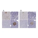 Atlas Antibodies Anti-PCSK1N Antibody