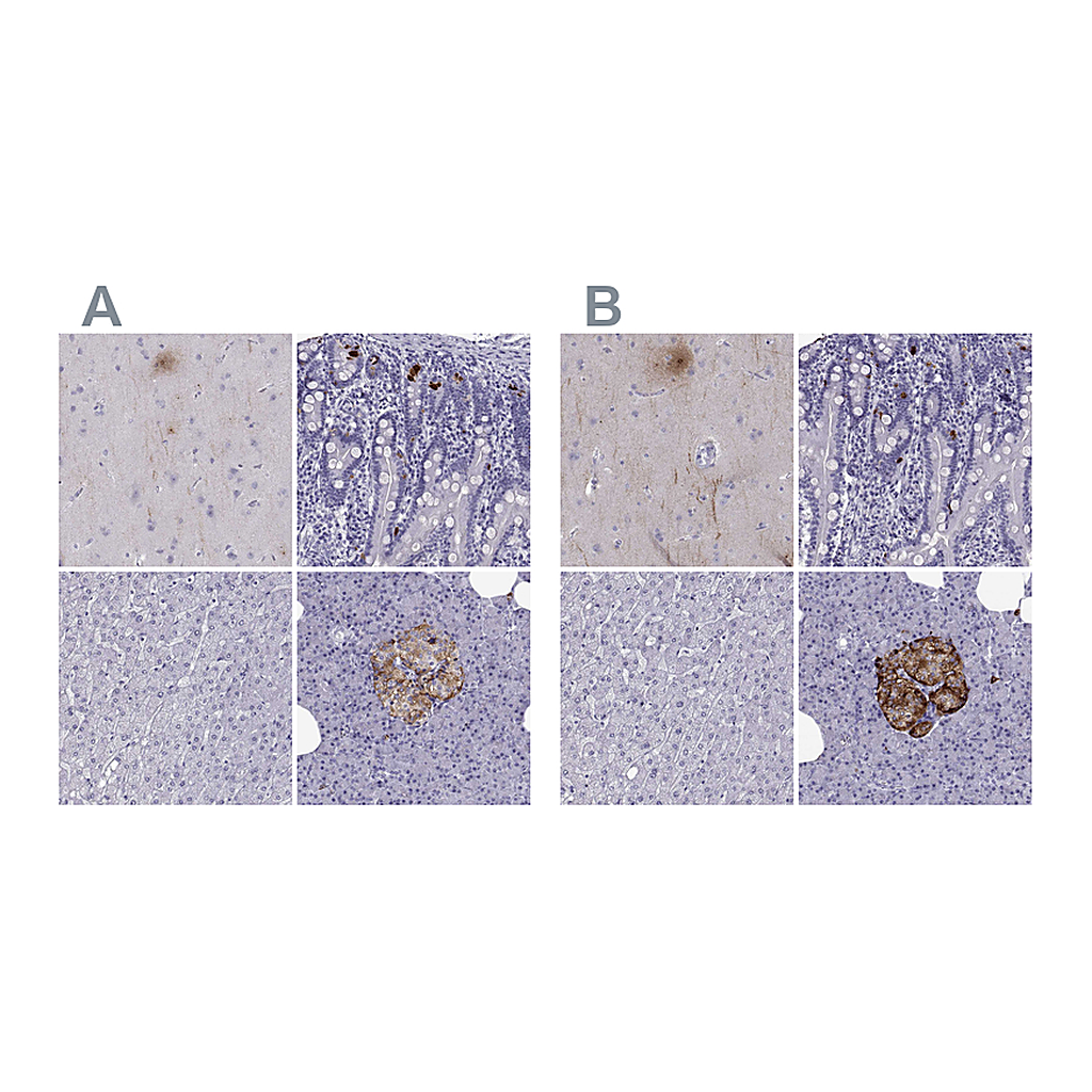 Atlas Antibodies Anti-PCSK1N Antibody