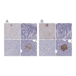 Atlas Antibodies Anti-PCSK1N Antibody