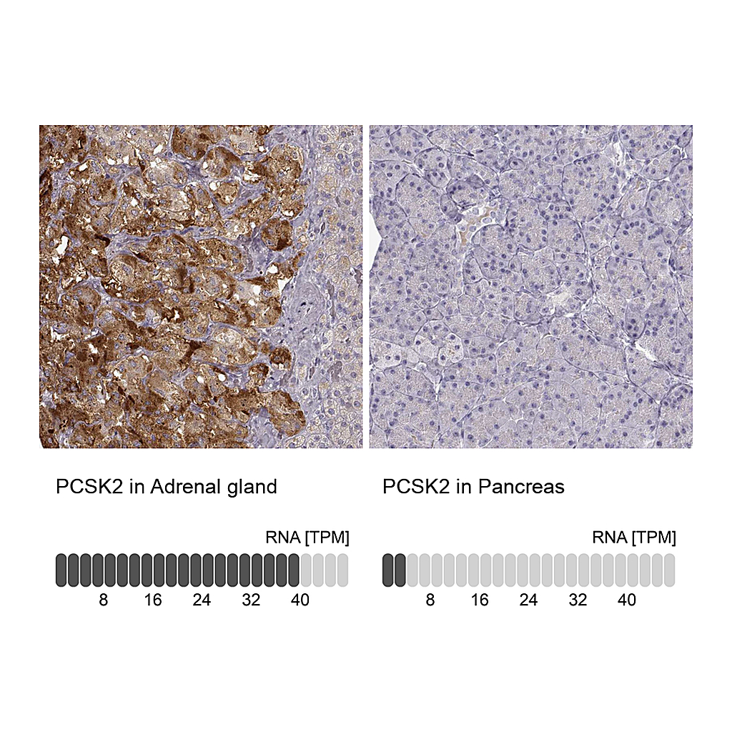 Atlas Antibodies Anti-PCSK2 Antibody