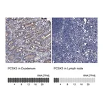 Atlas Antibodies Anti-PCSK5 Antibody