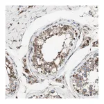Atlas Antibodies Anti-PCSK4 Antibody