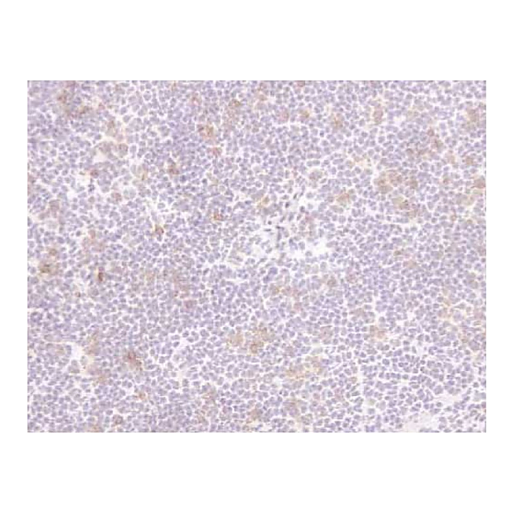 BD Biotin Rat Anti-Mouse CD25