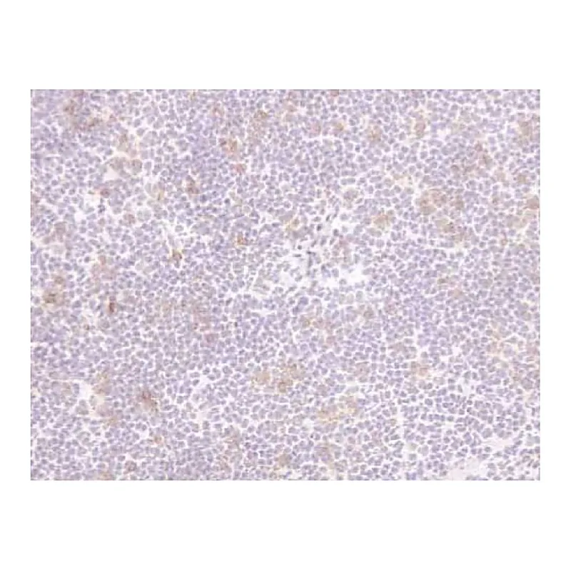 BD Biotin Rat Anti-Mouse CD25