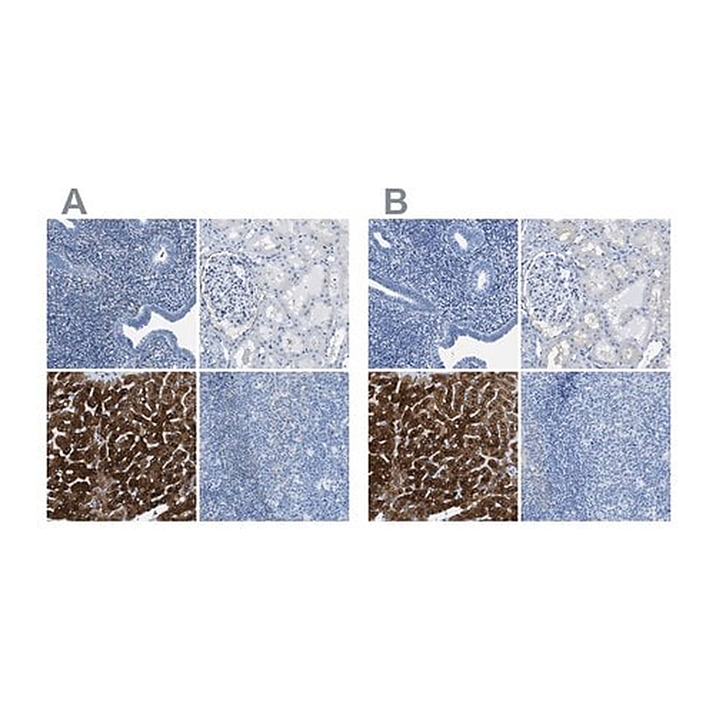 Merck Anti-ASGR1 antibody produced in rabbit