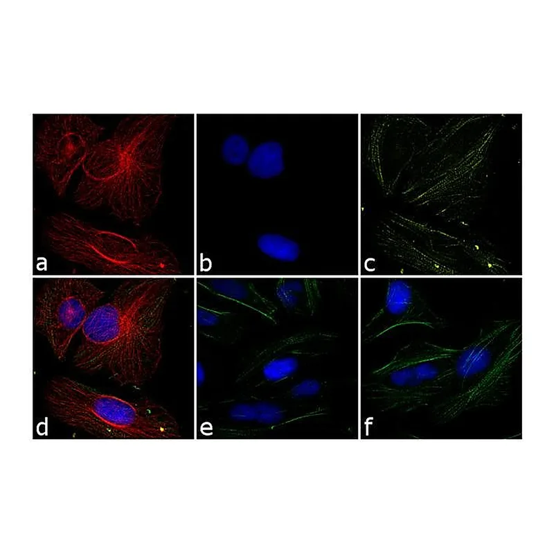 Thermo Fisher Scientific Chicken anti-Rabbit IgG (H+L) Cross-Adsorbed Secondary Antibody, TRITC