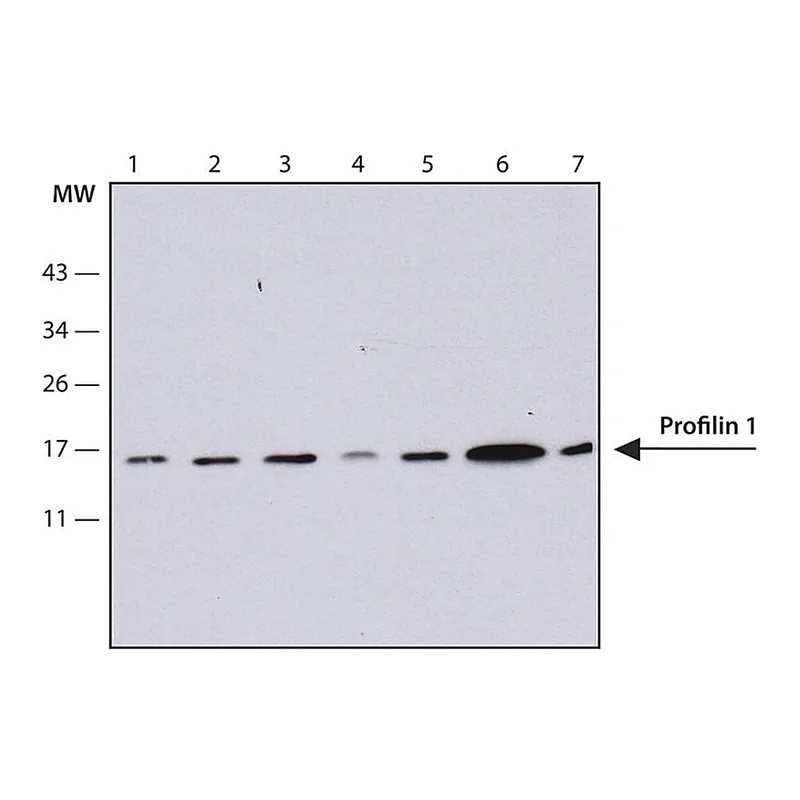 Merck Anti-Profilin 1 antibody, Mouse monoclonal