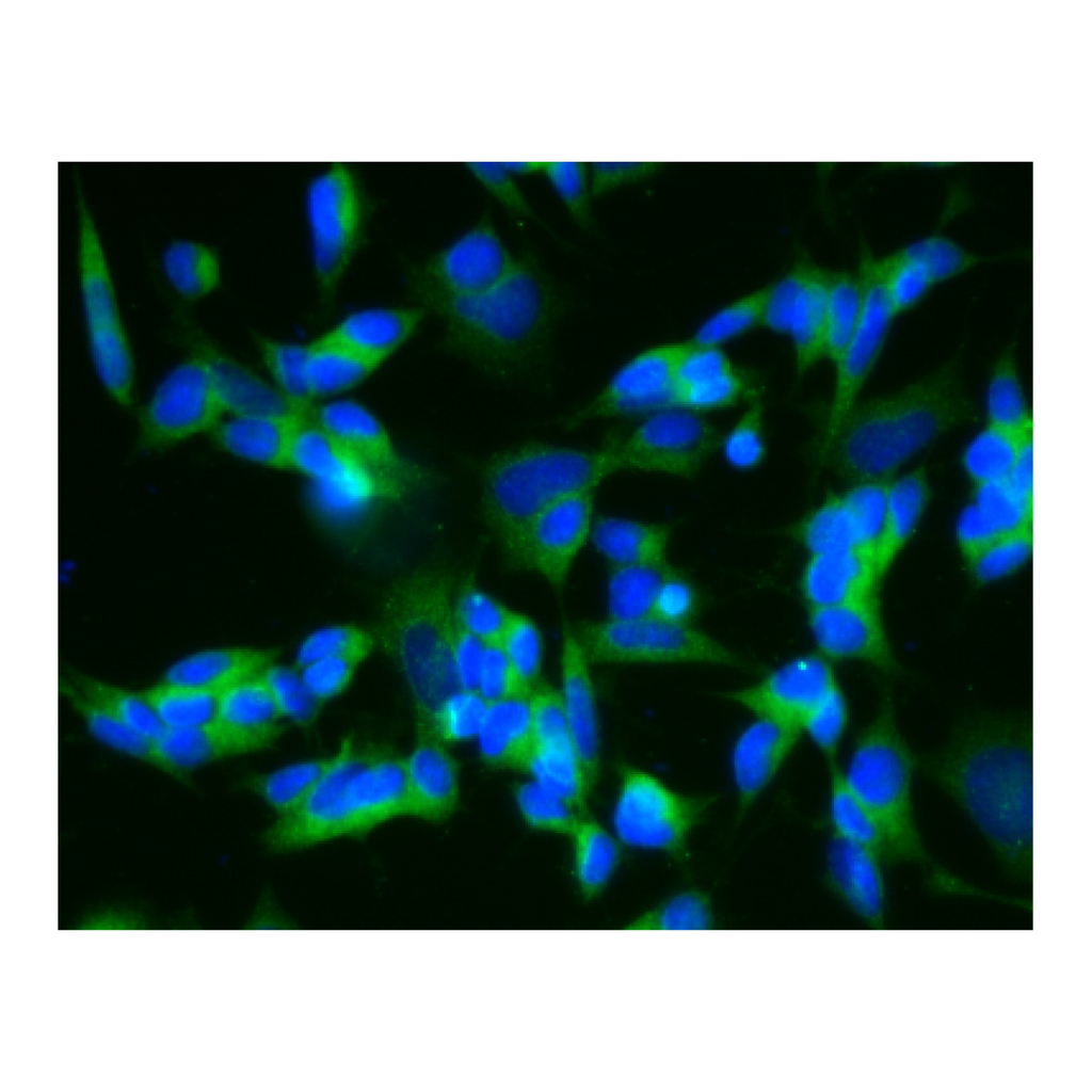BD Purified Mouse Anti-Carboxypeptidase E